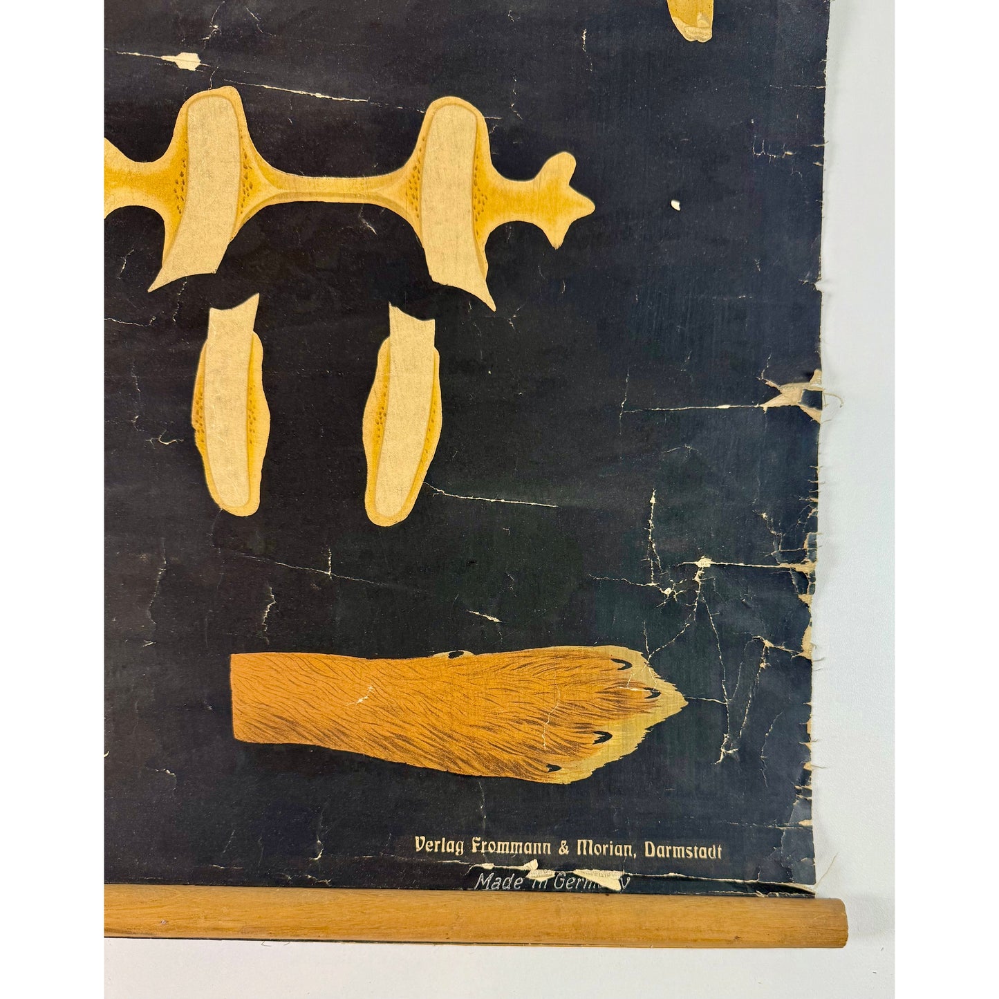 ORIGINAL POSTER - 1930s - BIOLOGICAL SCHOOL CHART / RABBIT