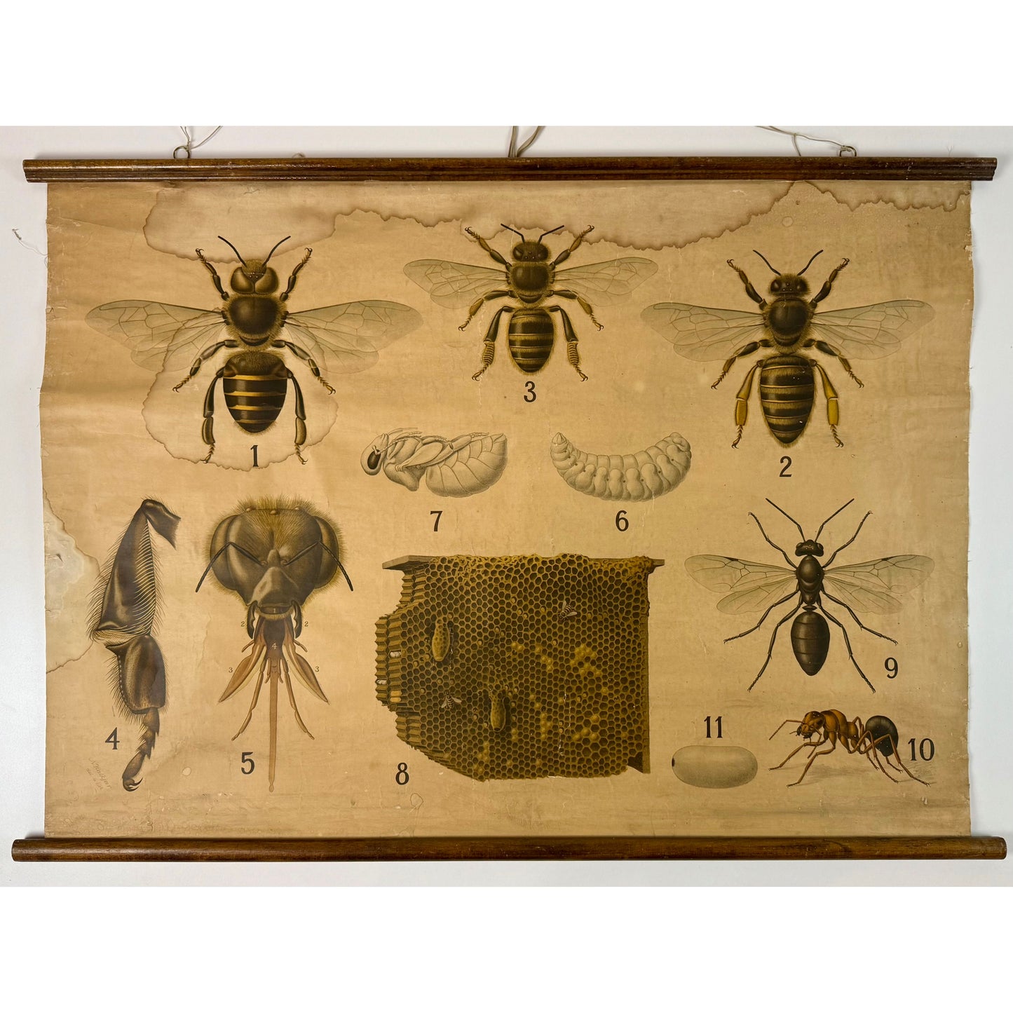 ORIGINAL POSTER - 1930s - BIOLOGICAL SCHOOL CHART / BEES (No 3)