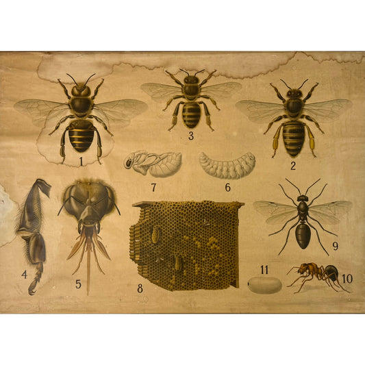 ORIGINAL POSTER - 1930s - BIOLOGICAL SCHOOL CHART / BEES (No 3)