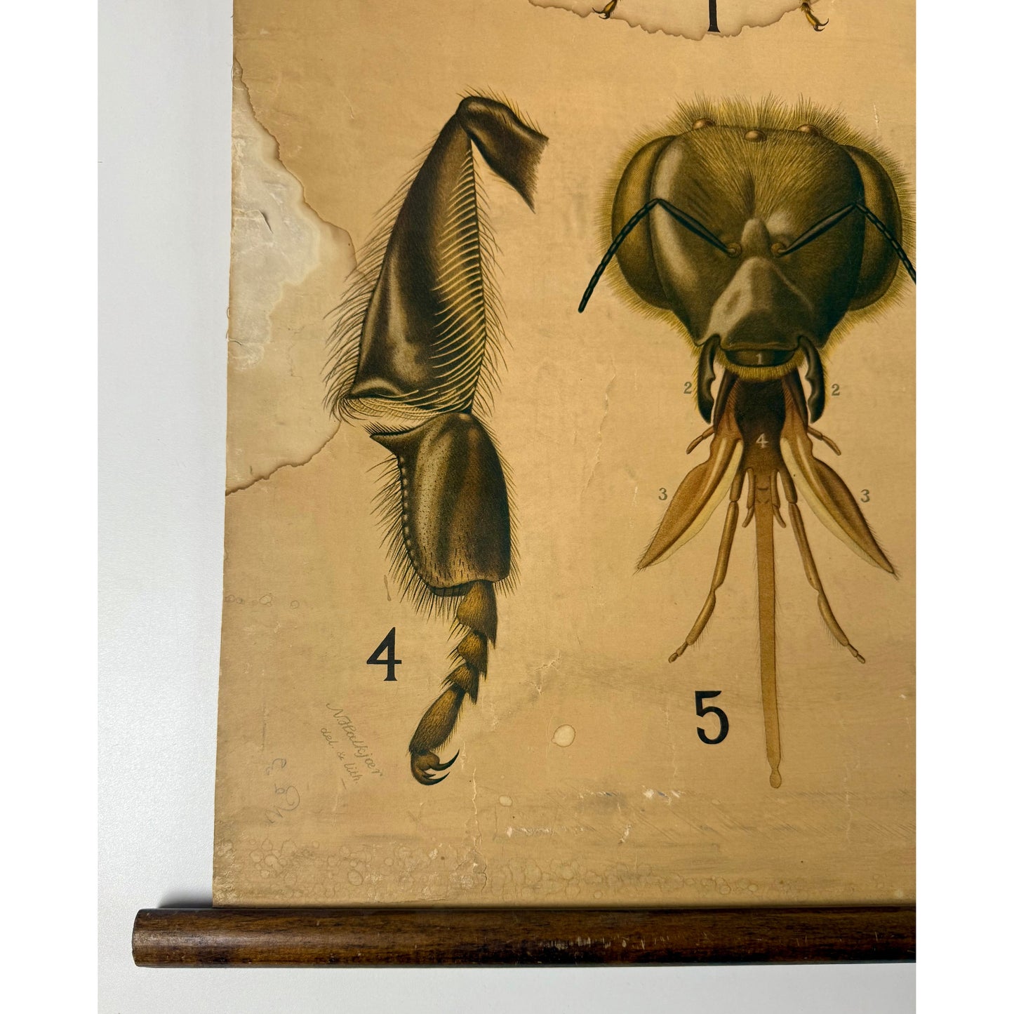 ORIGINAL POSTER - 1930s - BIOLOGICAL SCHOOL CHART / BEES (No 3)