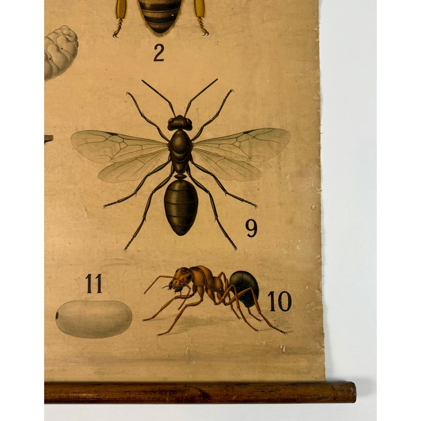 ORIGINAL POSTER - 1930s - BIOLOGICAL SCHOOL CHART / BEES (No 3)