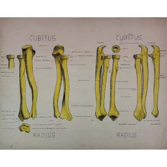 ORIGINAL POSTER - 1930s - ANATOMICAL PLATE / CUBITUS & RADIUS