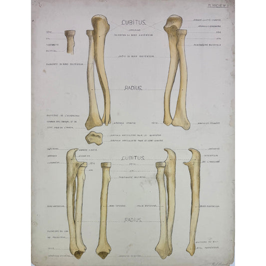 ORIGINAL POSTER - 1930s - ANATOMICAL PLATE / CUBITUS & RADIUS (SIGNED)