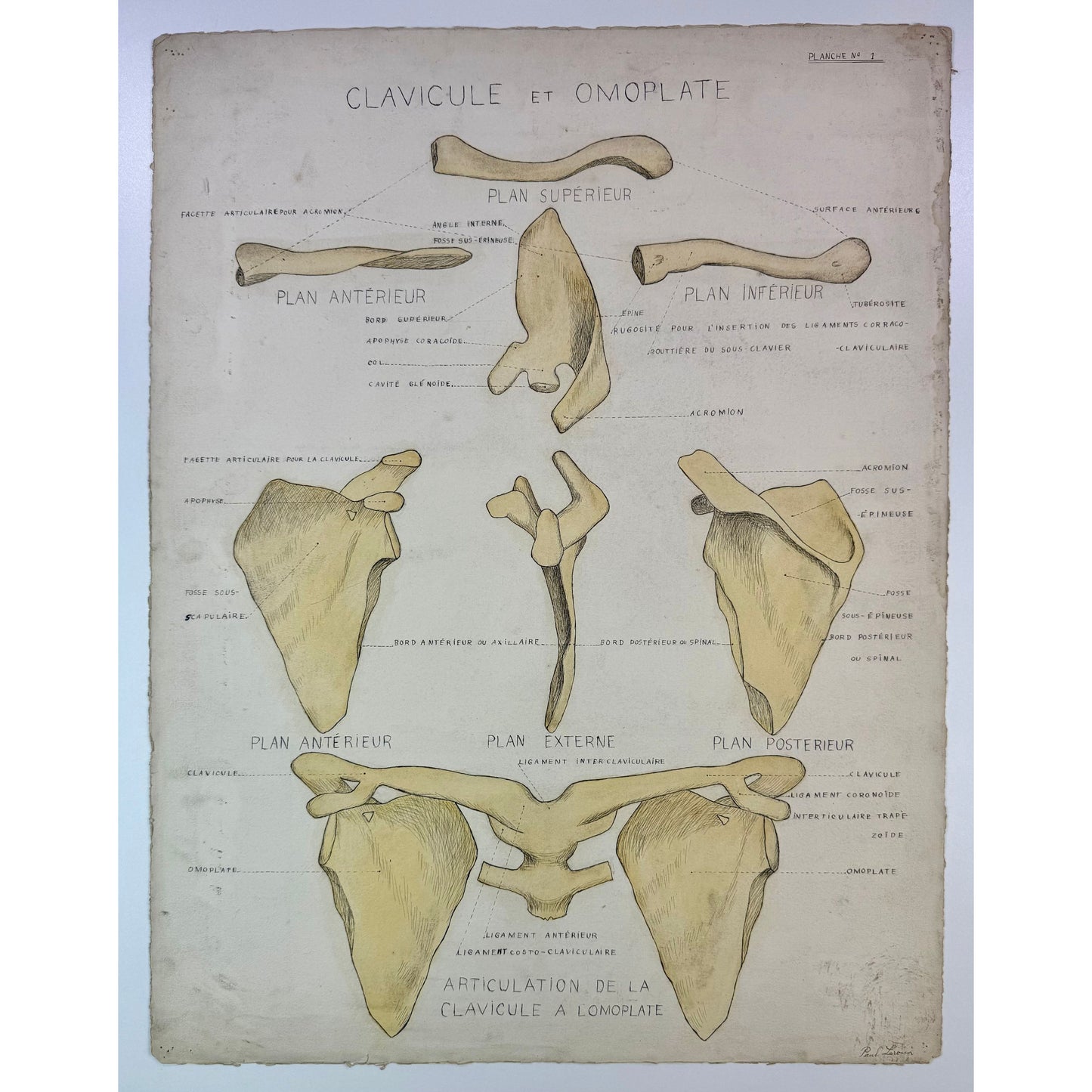 ORIGINAL POSTER - 1930s - ANATOMICAL PLATE / CLAVICULE & OMOPLATE (SIGNED)