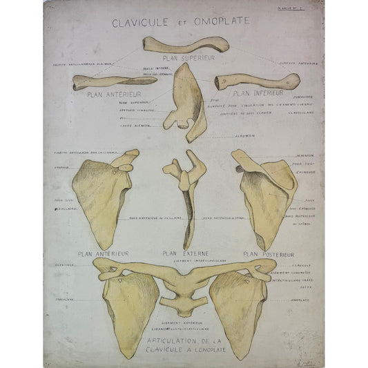 ORIGINAL POSTER - 1930s - ANATOMICAL PLATE / CLAVICULE & OMOPLATE (SIGNED)