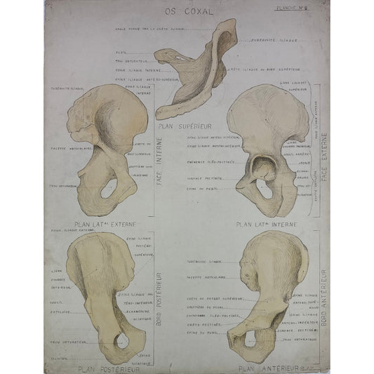 ORIGINAL POSTER - 1930s - ANATOMICAL PLATE / COXAL BONE (SIGNED)