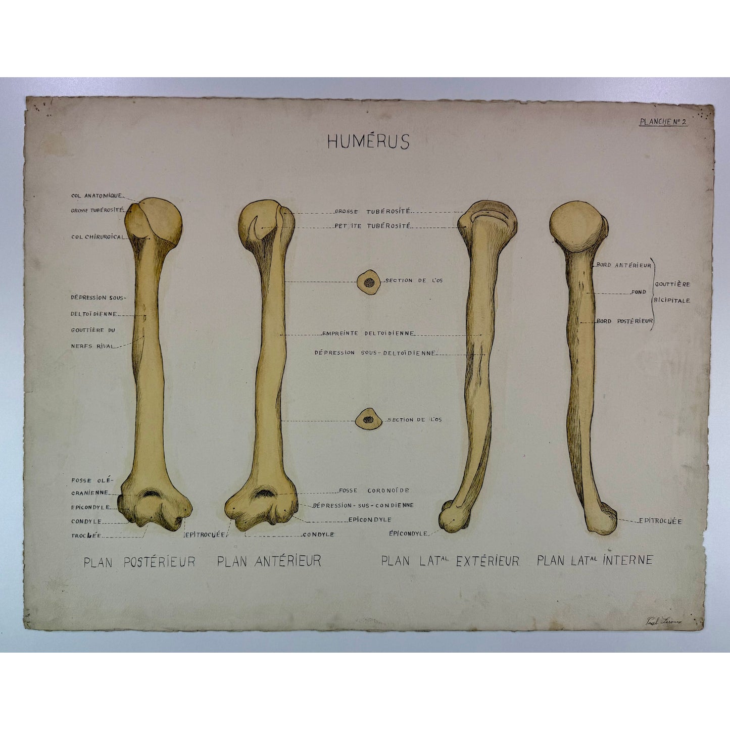 ORIGINAL POSTER - 1930s - ANATOMICAL PLATE / HUMERUS (SIGNED)