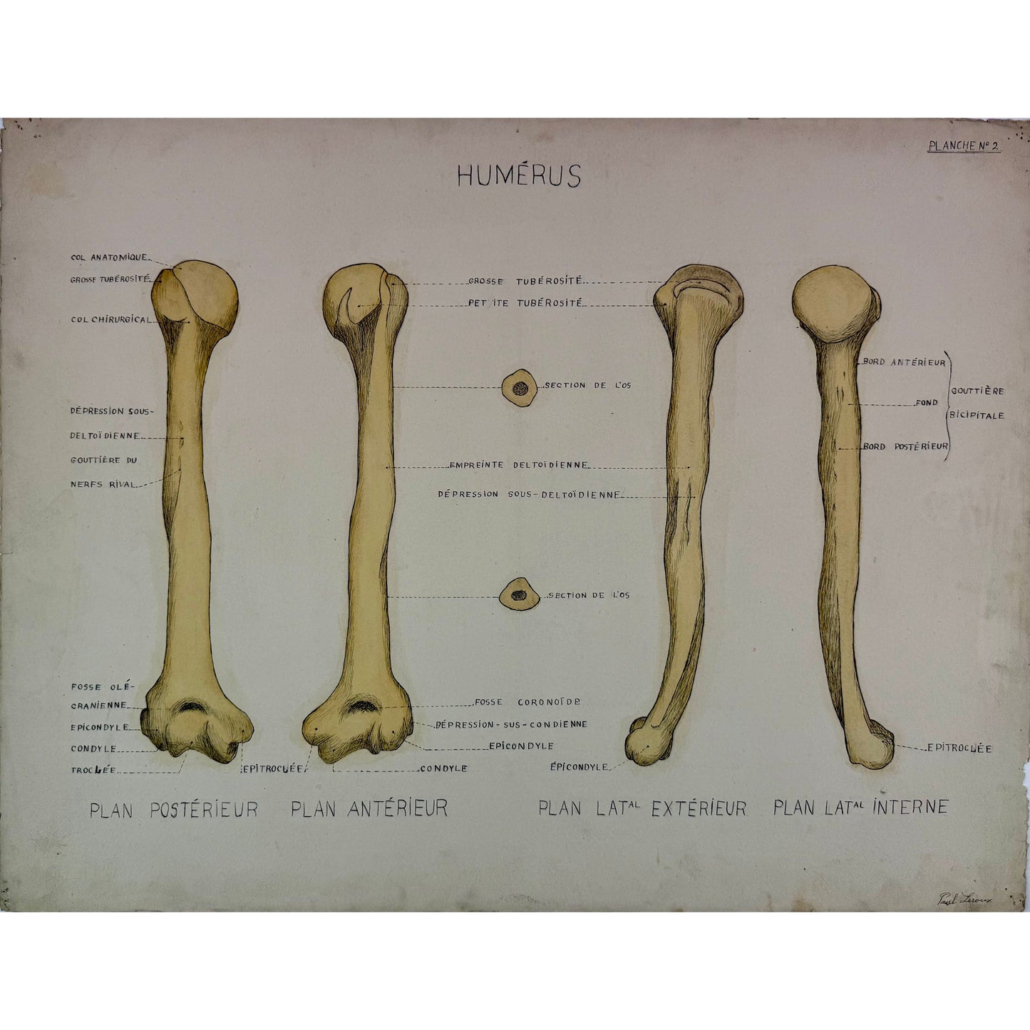 ORIGINAL POSTER - 1930s - ANATOMICAL PLATE / HUMERUS (SIGNED)