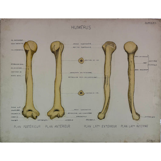 ORIGINAL POSTER - 1930s - ANATOMICAL PLATE / HUMERUS (SIGNED)