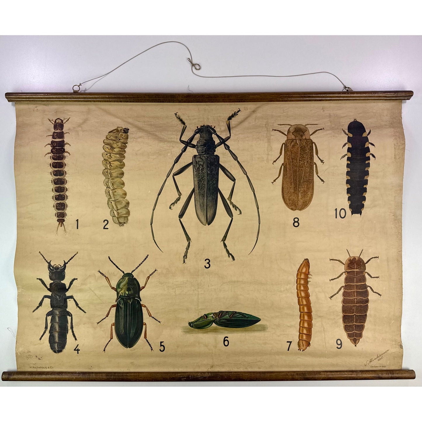 ORIGINAL POSTER - 1920s - BIOLOGICAL SCHOOL CHART / BEETLES II (No 8)