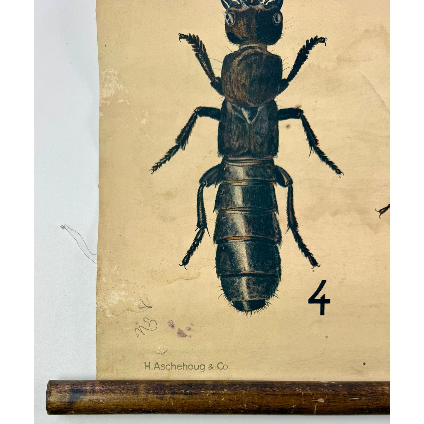 ORIGINAL POSTER - 1920s - BIOLOGICAL SCHOOL CHART / BEETLES II (No 8)