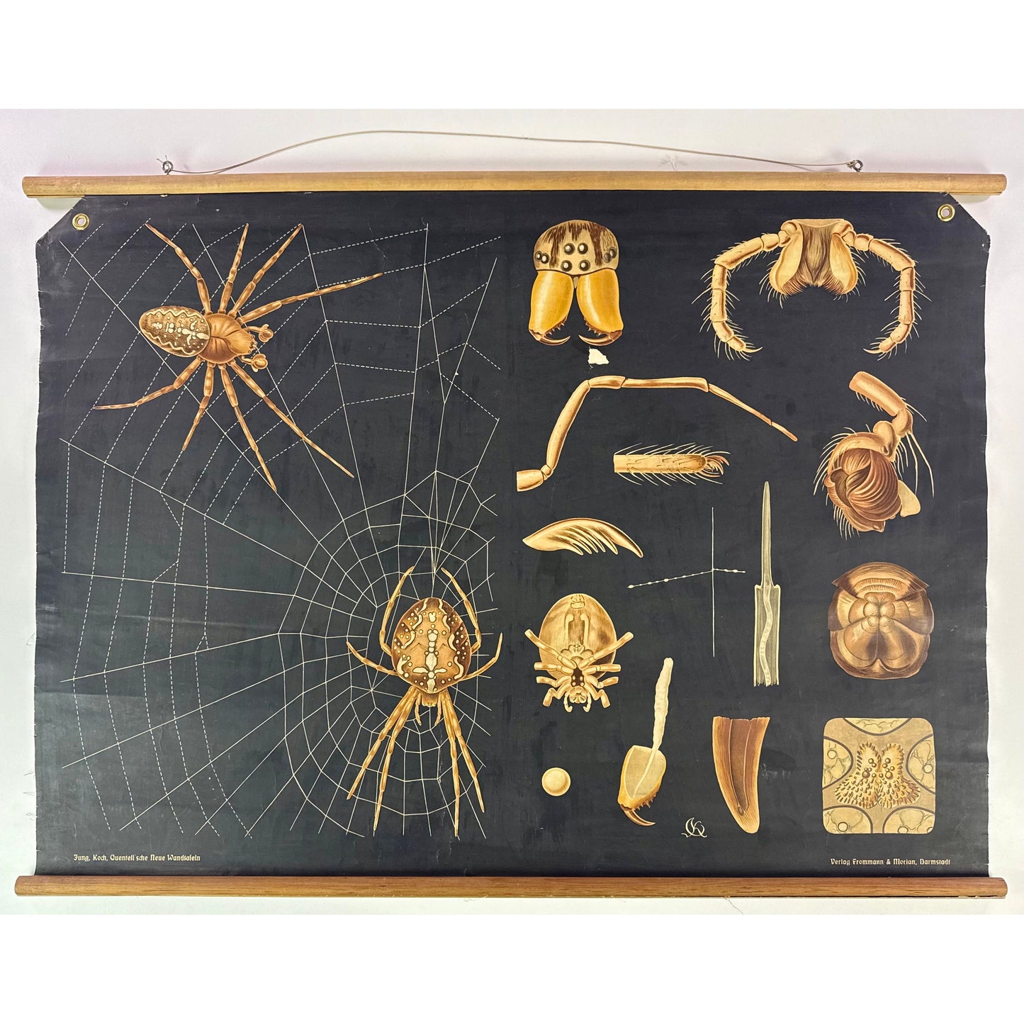 ORIGINAL POSTER – EARLY 20TH CENTURY – BIOLOGICAL SCHOOL CHART / SPIDER & WEB (Arachnida)