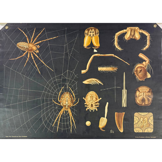 ORIGINAL POSTER – EARLY 20TH CENTURY – BIOLOGICAL SCHOOL CHART / SPIDER & WEB (Arachnida)