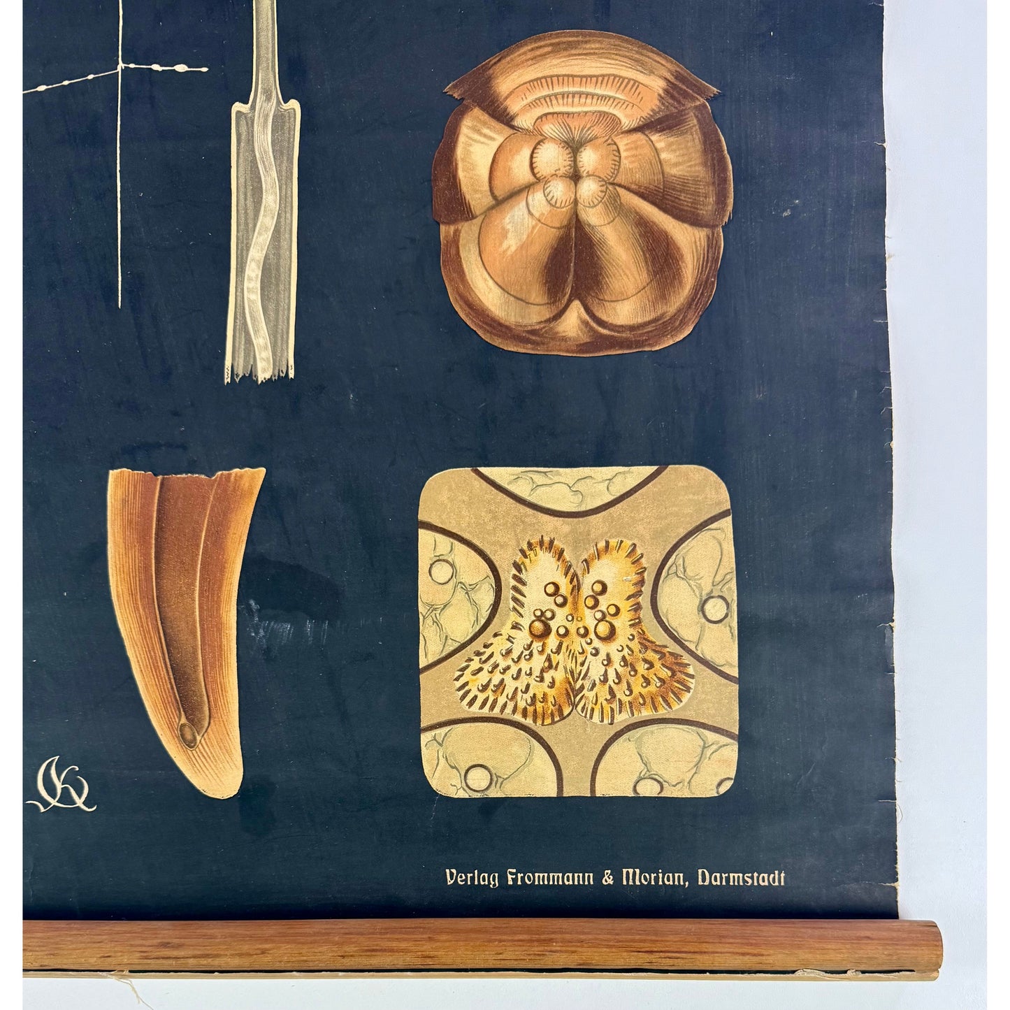 ORIGINAL POSTER – EARLY 20TH CENTURY – BIOLOGICAL SCHOOL CHART / SPIDER & WEB (Arachnida)