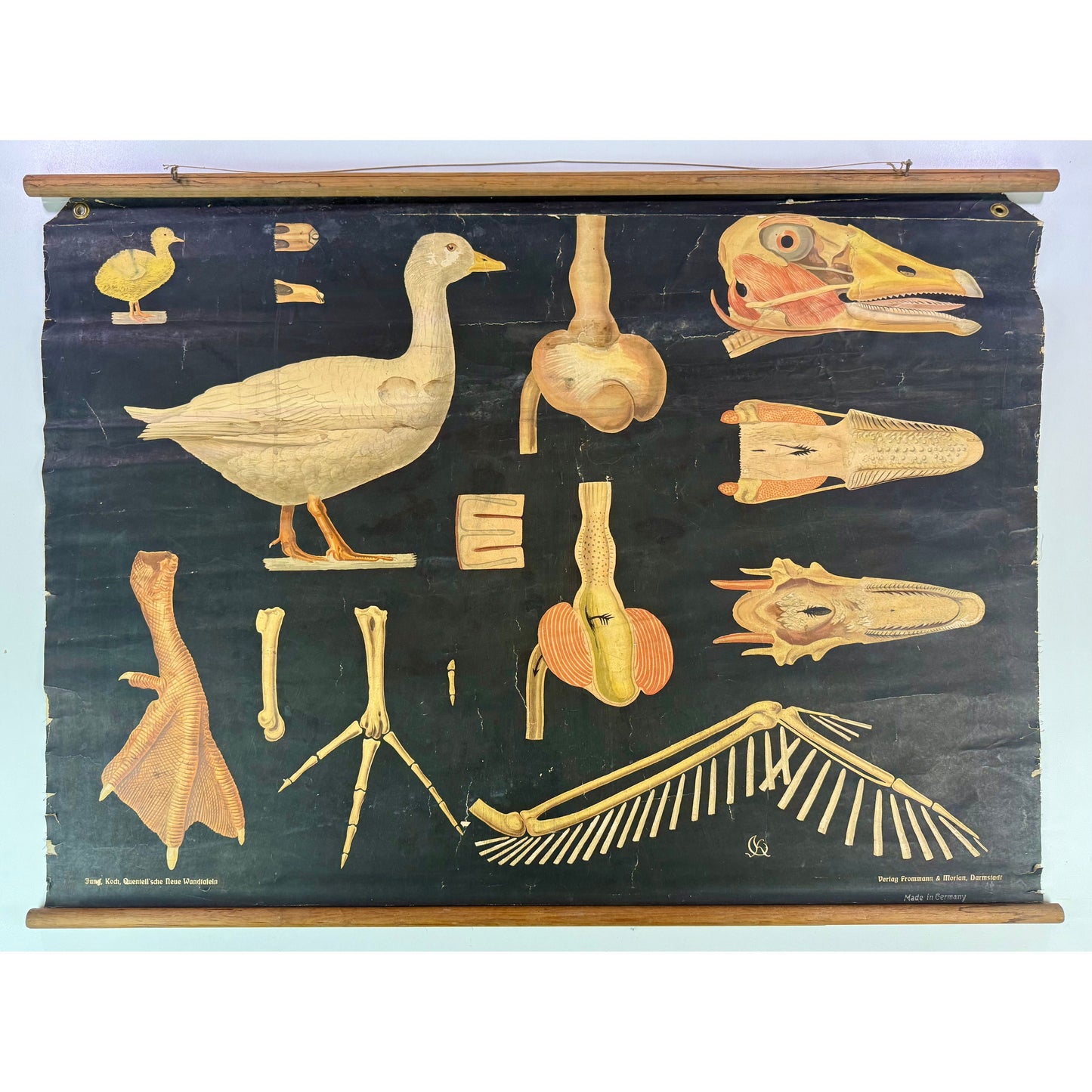 ORIGINAL POSTER – EARLY 20TH CENTURY – BIOLOGICAL SCHOOL CHART / AVIAN ANATOMY (GOOSE)