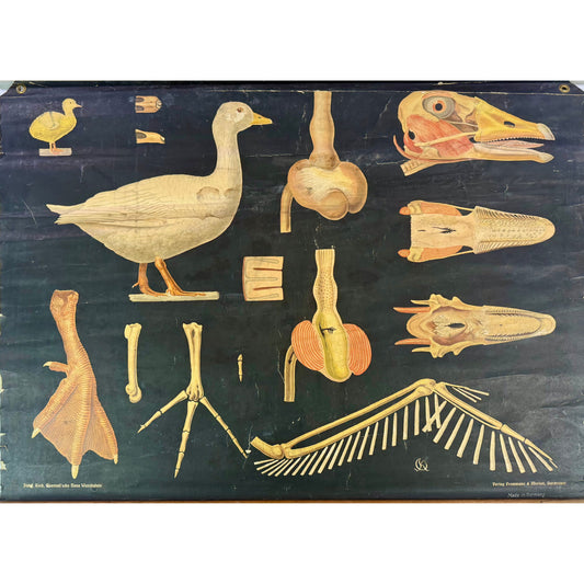 ORIGINAL POSTER – EARLY 20TH CENTURY – BIOLOGICAL SCHOOL CHART / AVIAN ANATOMY (GOOSE)