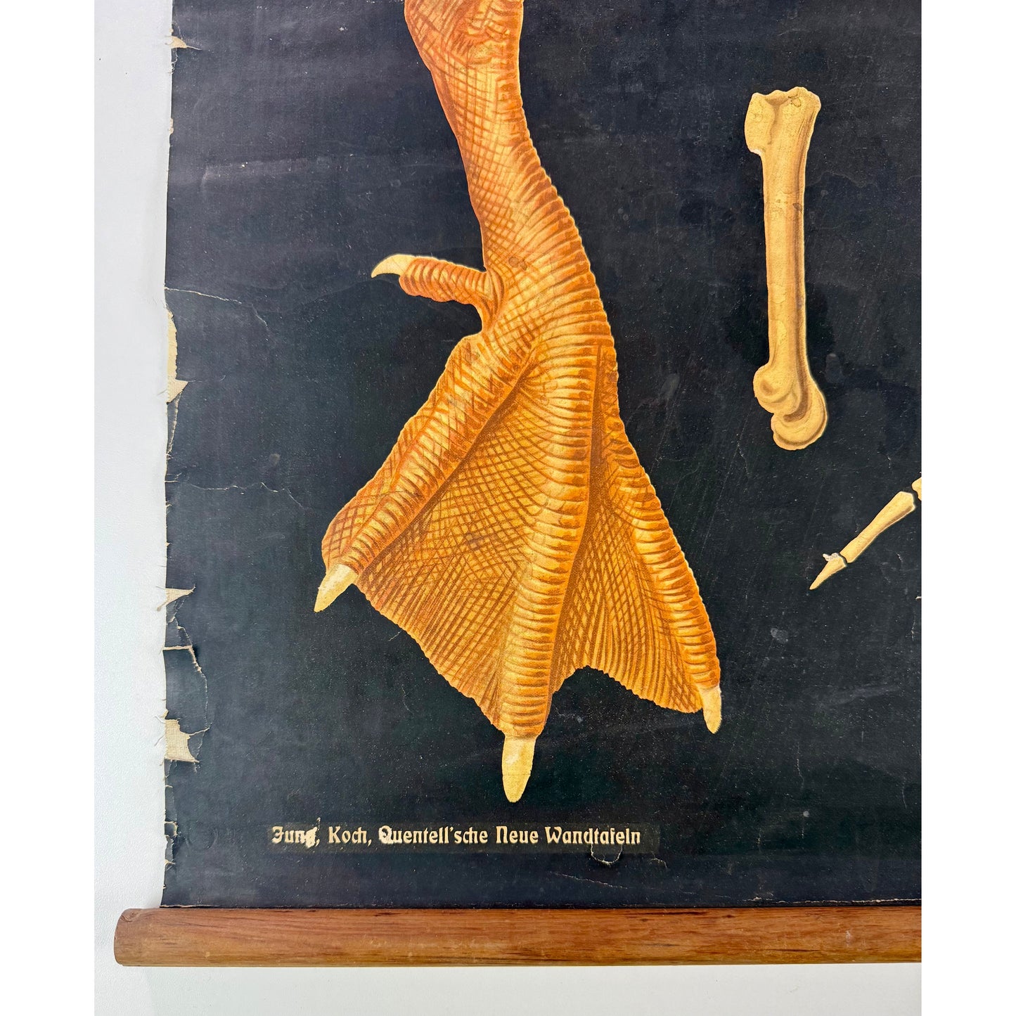ORIGINAL POSTER – EARLY 20TH CENTURY – BIOLOGICAL SCHOOL CHART / AVIAN ANATOMY (GOOSE)