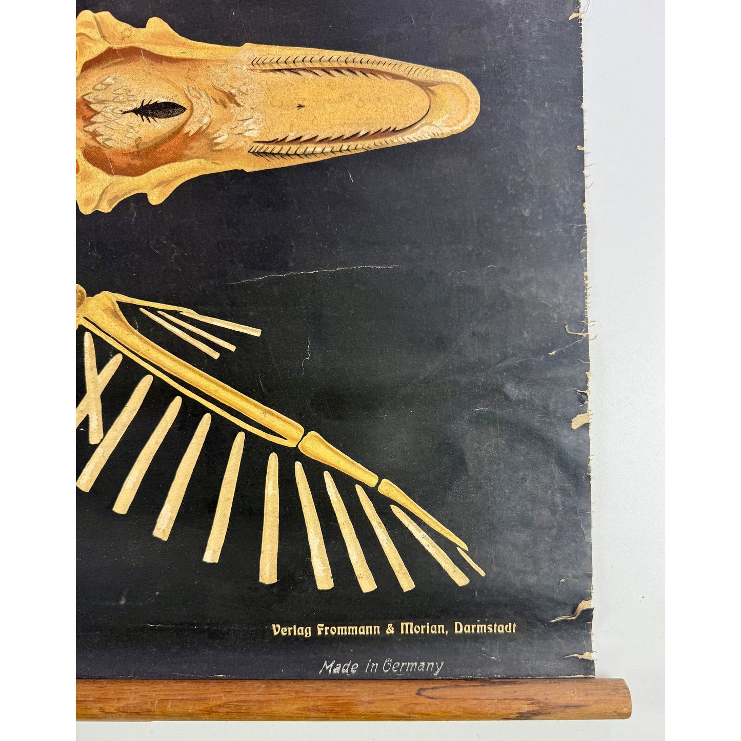 ORIGINAL POSTER – EARLY 20TH CENTURY – BIOLOGICAL SCHOOL CHART / AVIAN ANATOMY (GOOSE)
