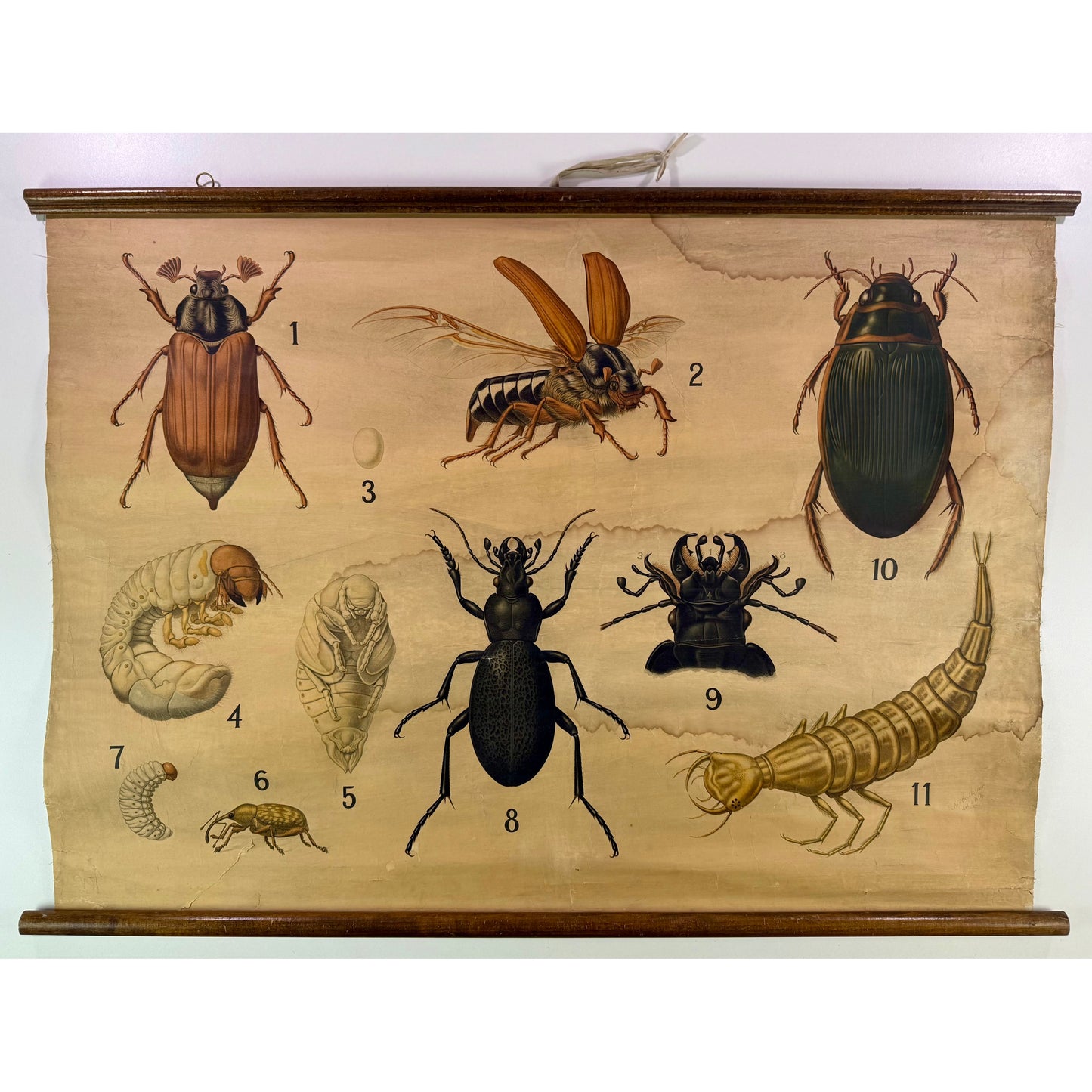 ORIGINAL POSTER - 1920s - ENTOMOLOGY SCHOOL CHART (BEETLES)