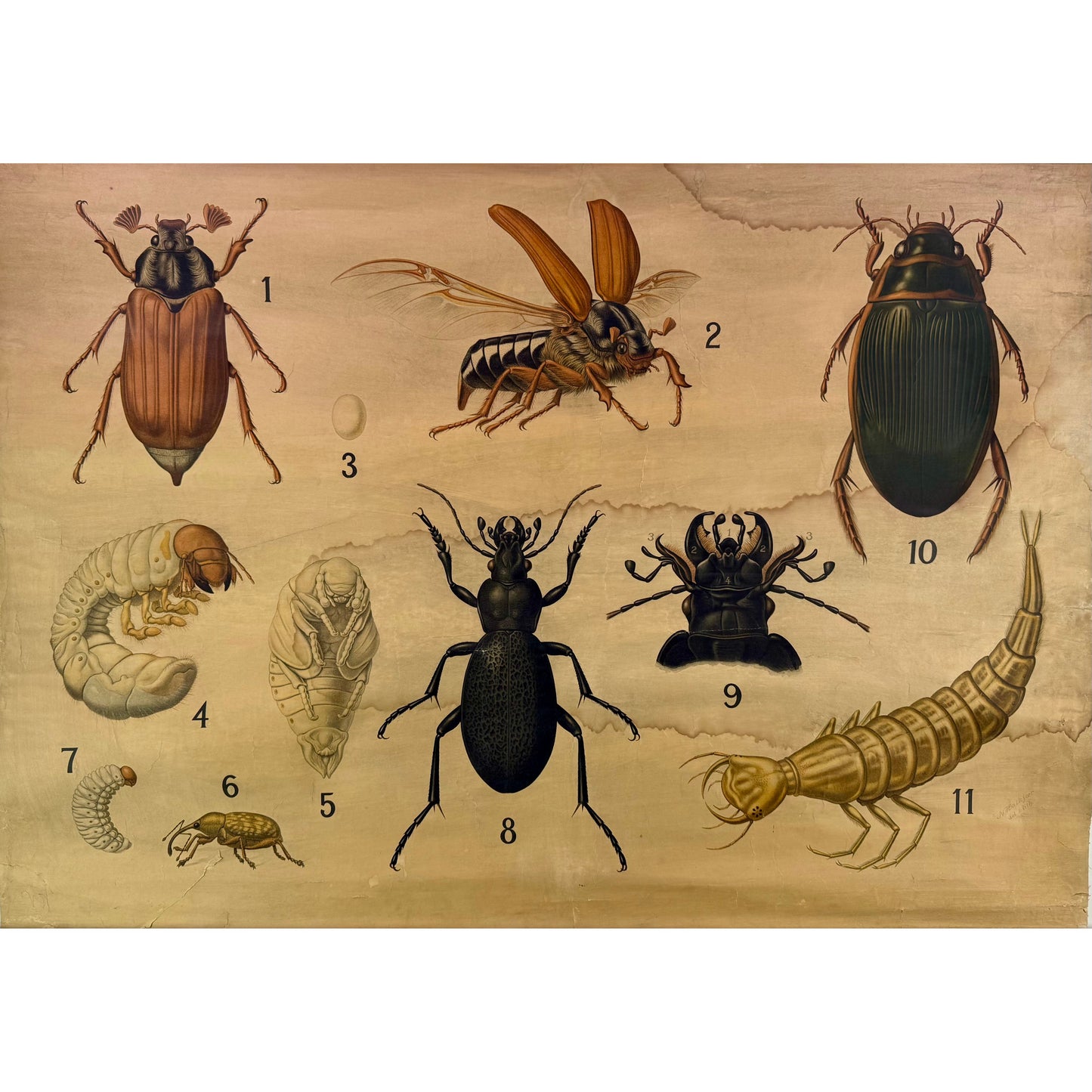 ORIGINAL POSTER - 1920s - ENTOMOLOGY SCHOOL CHART (BEETLES)