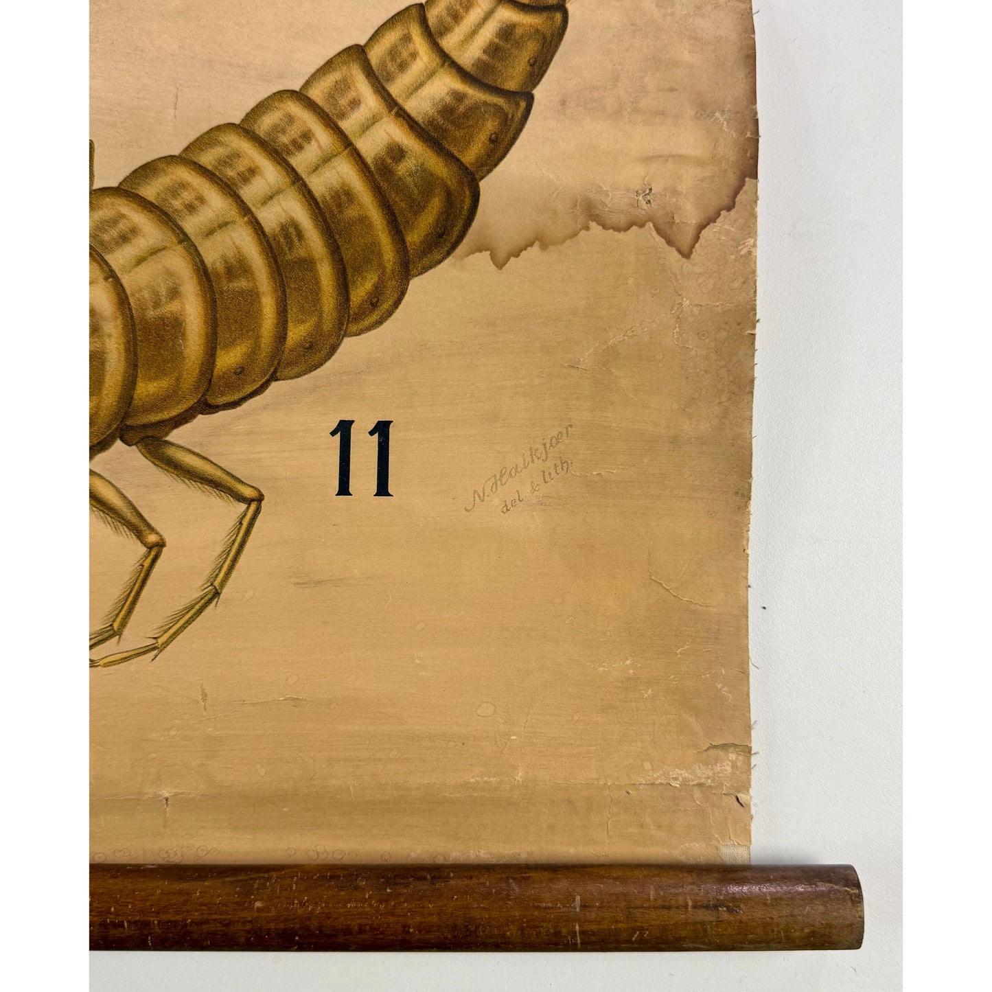ORIGINAL POSTER - 1920s - ENTOMOLOGY SCHOOL CHART (BEETLES)