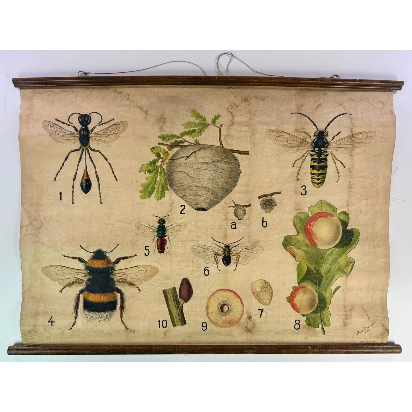 ORIGINAL POSTER - 1920s - ENTOMOLOGY SCHOOL CHART (WASP NEST & OAK GALL)