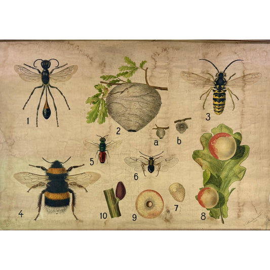 ORIGINAL POSTER - 1920s - ENTOMOLOGY SCHOOL CHART (WASP NEST & OAK GALL)