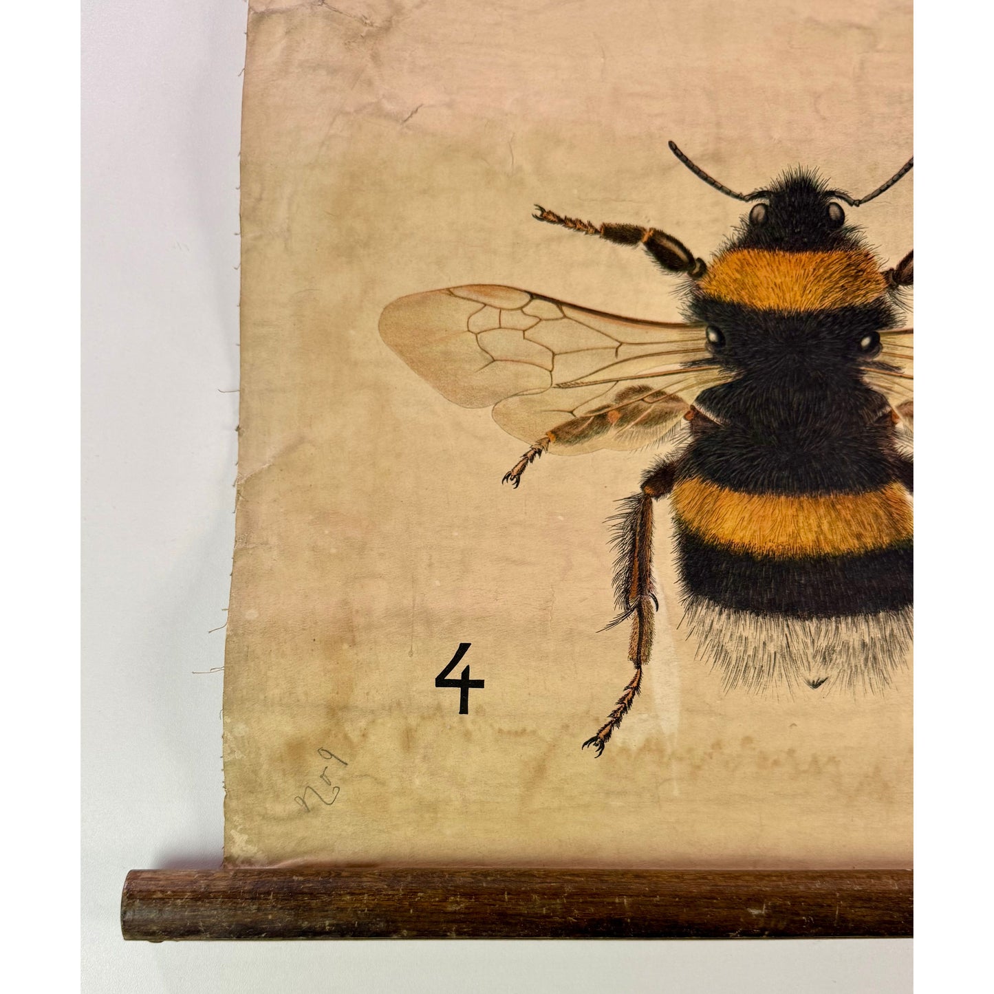 ORIGINAL POSTER - 1920s - ENTOMOLOGY SCHOOL CHART (WASP NEST & OAK GALL)