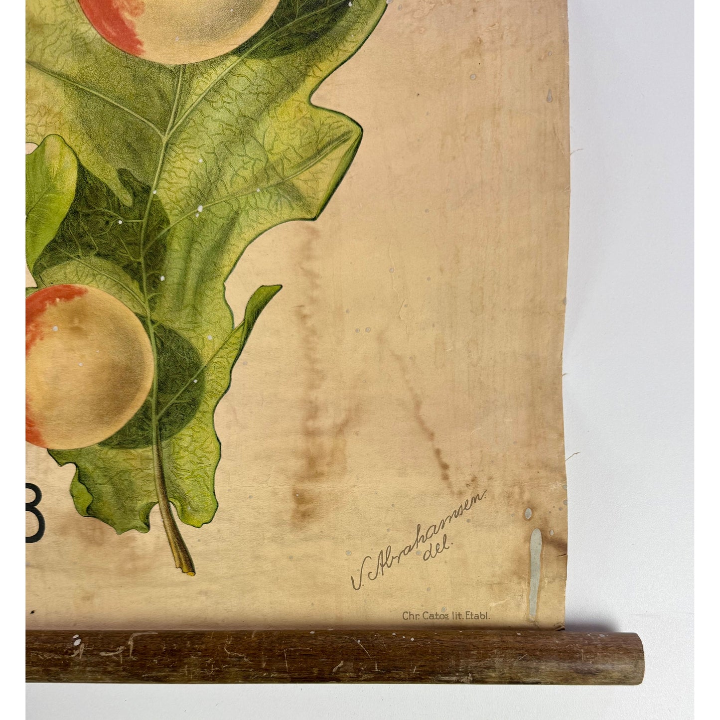 ORIGINAL POSTER - 1920s - ENTOMOLOGY SCHOOL CHART (WASP NEST & OAK GALL)